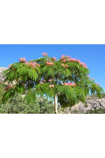 Tunç Botanik GÜLİBRİŞİM FİDANI - İPEK AĞACI (Albizia Julibrissin)