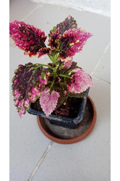 Mimoza Sihirbaz Yaprak Güzeli Çiçeği 10-20 cm