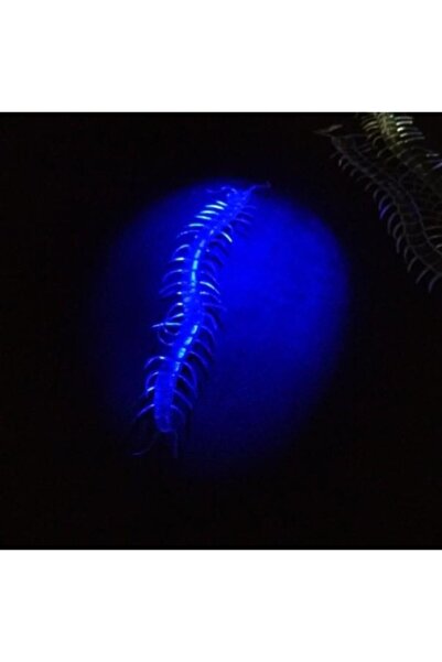 FREEDOM STOREE Karanlıkta Parlayan Fosforlu Kırkayak