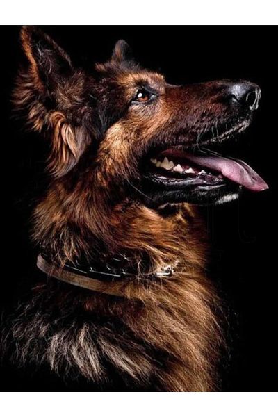 pixartsanat Brown Hunter Dog 40X60 Pixart Art Diamond Mosaic Painting Diamond Turkey