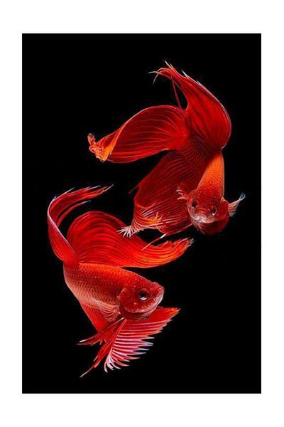 pixartsanat Red Beta Fish Pixart Art Diamond Mosaic Painting Diamond Turkey 40*60