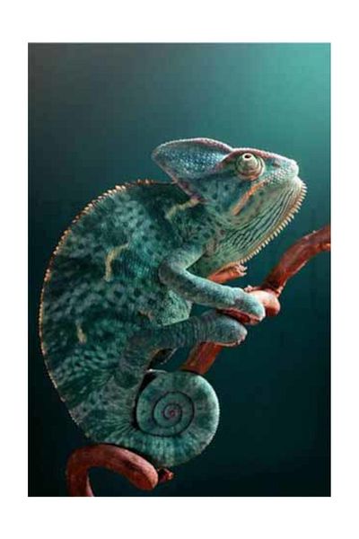 pixartsanat Chameleon Pixart Art Diamond Mosaic Painting Diamond Turkey 40*60