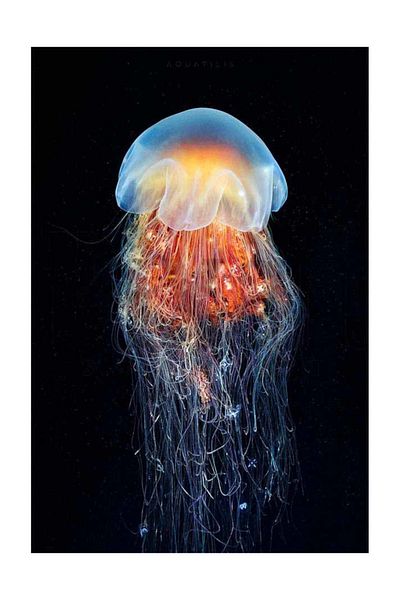 pixartsanat Beautiful Jellyfish Pixart Art Diamond Mosaic Painting Diamond Turkey 37*69