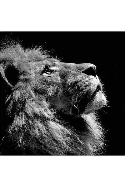 pixartsanat Lonely Lion 40 *40 Cm Pixart Art Diamond Mosaic Painting Diamond Turkey