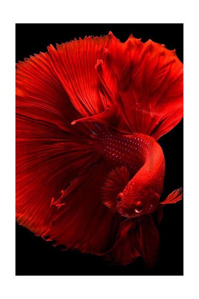 pixartsanat Red Beta Fish Pixart Art Diamond Mosaic Painting Diamond Turkey 40*60