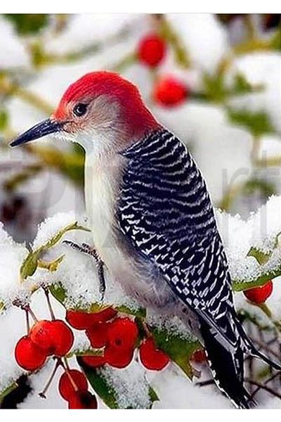 pixartsanat Christmas Bird 30*40cm Pixart Art Diamond Mosaic Painting Diamond Turkey