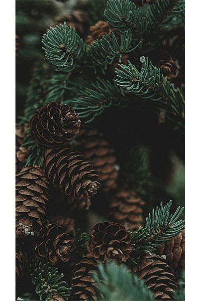 pixartsanat Pine Tree And Cones Pixart Art Diamond Mosaic Painting Diamond Türkiye 40*60