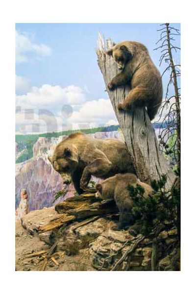 pixartsanat Brown Bears Pixart Art Diamond Mosaic Painting Diamond Turkey 40*60