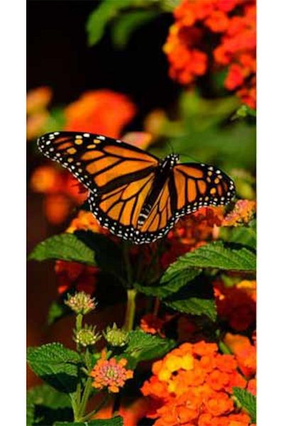 pixartsanat Butterfly in Flowers Pixart Art Diamond Mosaic Painting Diamond Turkey 40*60