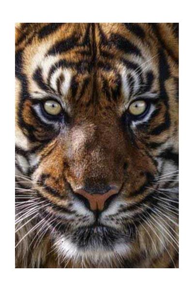 pixartsanat Tiger Eye PixArt Art Diamond Mosaic Painting Daimond Turkey 32*48