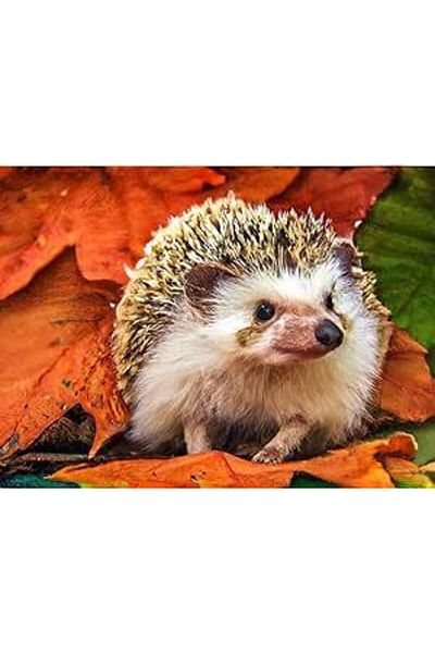 pixartsanat Sweet Hedgehog 30X40 Pixart Art Diamond Mosaic Painting Diamond Turkey