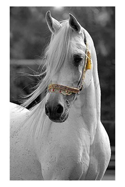 pixartsanat Havalı Beyaz At Pixart Sanat Elmas Mozik Tablo Daimond Türkiye 40*68