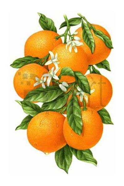 pixartsanat Orange from Branch PixArt Art Diamond Mosaic Painting Diamond Turkey 33*51