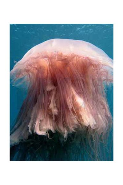 pixartsanat Jellyfish Pixart Art Diamond Mosaic Painting Diamond Türkiye 40*25