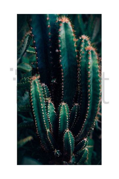 pixartsanat Cactus Thorns Pixart Art Diamond Mosaic Painting Diamond Turkey 36*71