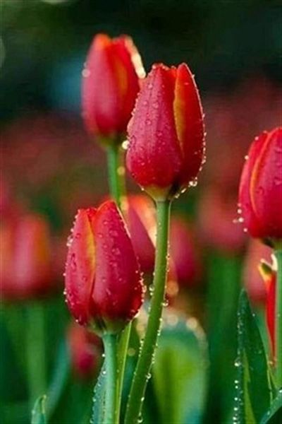 pixartsanat Tulips under the Rain Pixart Art Diamond Mosaic Painting Diamond Turkey 42*62