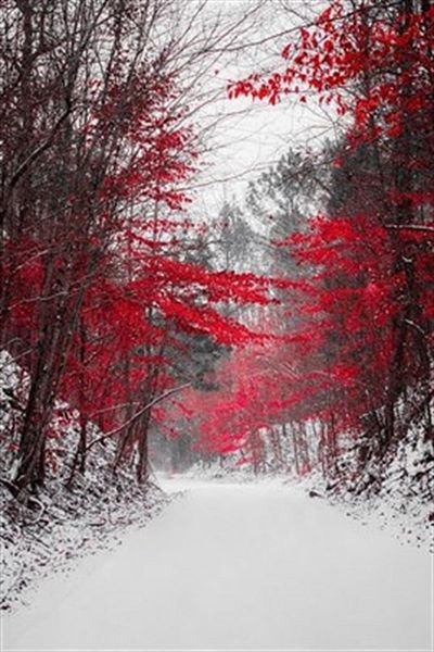 pixartsanat Red Floral Trees in the Forest Pixart Art Diamond Mosaic Painting Diamond Turkey 38*58