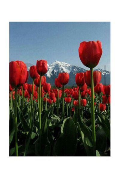 pixartsanat Snowy Mountain And Red Tulips Pixart Art Diamond Mosaic Painting Diamond Turkey 51*68