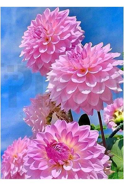 pixartsanat Flowers 30*40 Cm Pixart Art Diamond Mosaic Painting Diamond Turkey