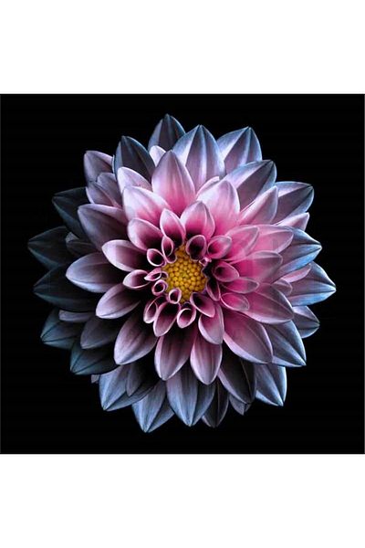 pixartsanat Transitional Flower 50x50 PixArt Art Diamond Mosaic Painting Diamond Turkey