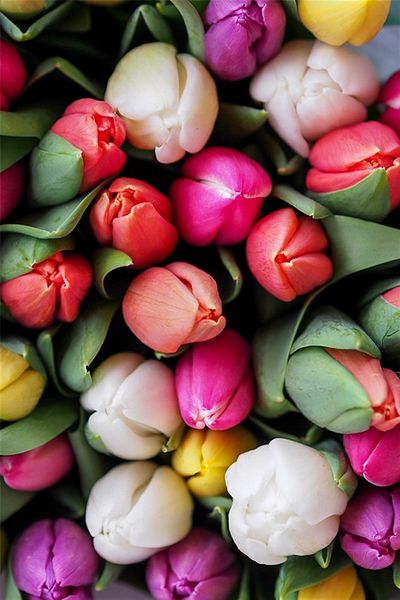 pixartsanat Colorful Tulips Pixart Art Diamond Mosaic Painting Diamond Turkey 43*58