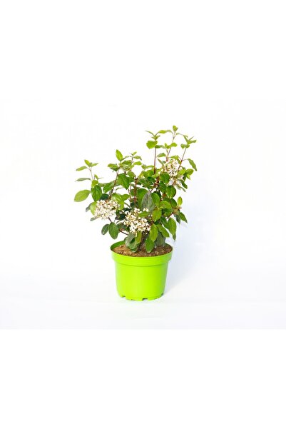 Tunç Botanik KARTOPU TİNUS 3 ADET - HEDİYELİK YEŞİL SAKSIDA