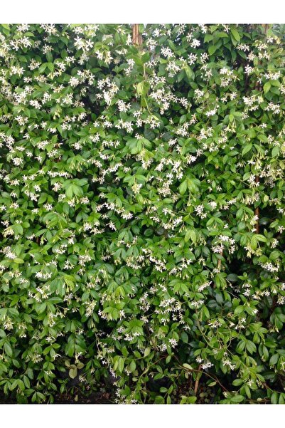 Tunç Botanik ARAP YASEMİNİ - ÇİÇEKLİ KOKULU SARILICI BİTKİ 120-150 CM