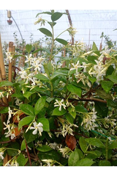 Tunç Botanik ARAP YASEMİNİ - ÇİÇEKLİ KOKULU SARILICI BİTKİ 120-150 CM