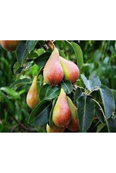 Genel Markalar Tüplü Fidan Erkenci Haziran Güzeli Armut