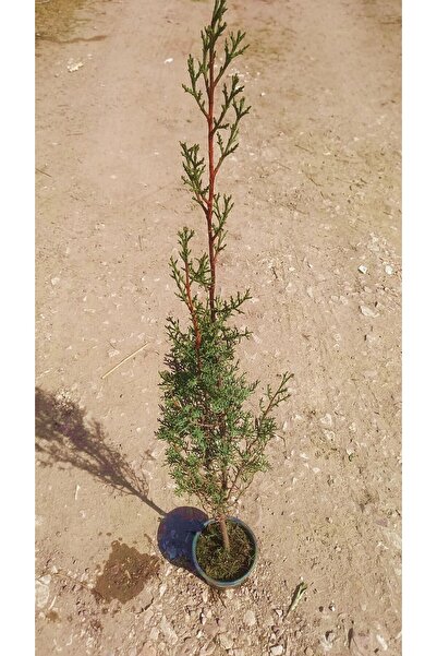 Tunç Botanik MEZARLIK ÇAMI - KABİR AĞACI 1 METRE