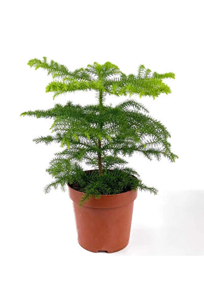 YSR HOME Salon Çamı Arokarya Ev Ofis Salon Bitkisi 40-50 cm