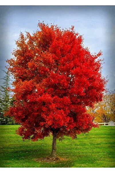 Tunç Botanik KIRMIZI AMERİKAN MEŞESİ FİDANI 3 ADET - KIZIL MEŞE