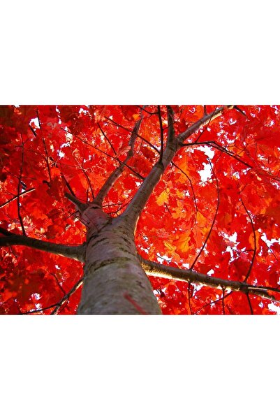 Tunç Botanik KIRMIZI AMERİKAN MEŞESİ FİDANI 3 ADET - KIZIL MEŞE