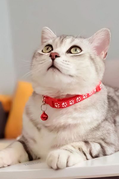 Truego Paw Pattern Cat and Dog Collar - Red