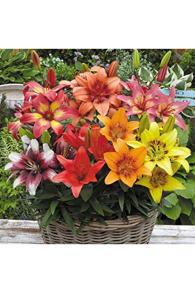 Genel Markalar Karışık Renk Kokulu Lilyum (zambak) Çiçeği Soğanı 3 Adet