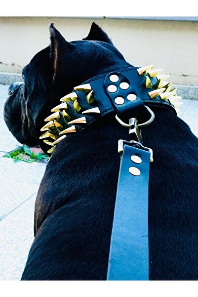 AC LEATHER DERİ KÖPEK BOYUN TASMASI