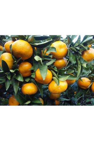 Tunç Botanik SATSUMA MANDALİNA FİDANI - 3 YAŞ TÜPLÜ FİDAN