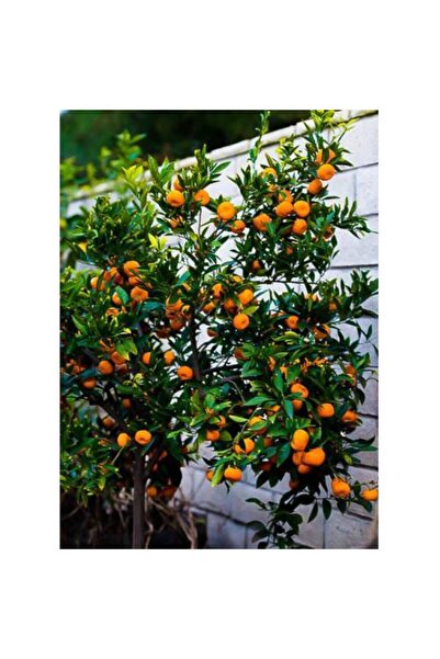 Tunç Botanik SATSUMA MANDALİNA FİDANI - 3 YAŞ TÜPLÜ FİDAN