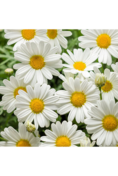 Tunç Botanik BEYAZ PAPATYA ÇİÇEĞİ 3 ADET - SAKSIDA ÇOK YILLIK