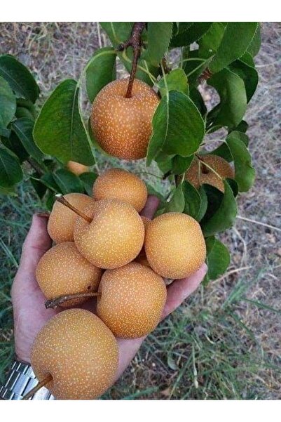Tunç Botanik Japon Naşhi Armut Fidanı 3 Yaş Tüplü ve Aşılı