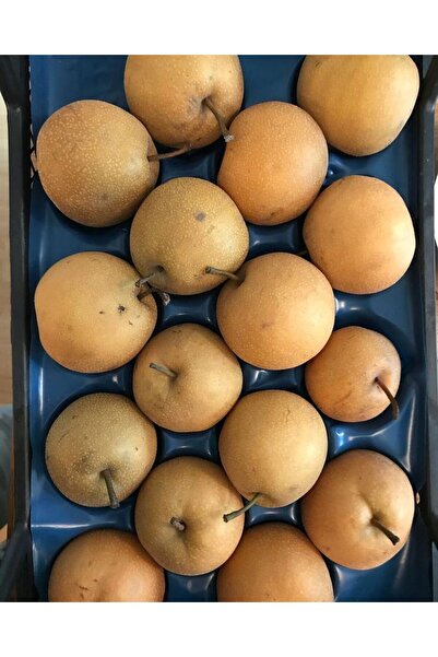 Tunç Botanik Japon Naşhi Armut Fidanı 3 Yaş Tüplü ve Aşılı