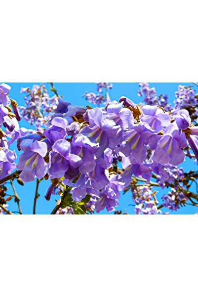 Tunç Botanik PAVLONYA AĞACI FİDANI 10 ADET - Paulownia Tementosa 30-50 cm
