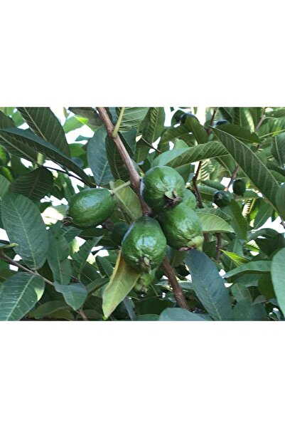 peyzajyagmur 3 Yaşında Tüplü Fidan Guava Fidanı