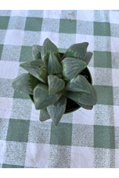 Birtutamrenk Haworthia pygmaea sukulent 5.5