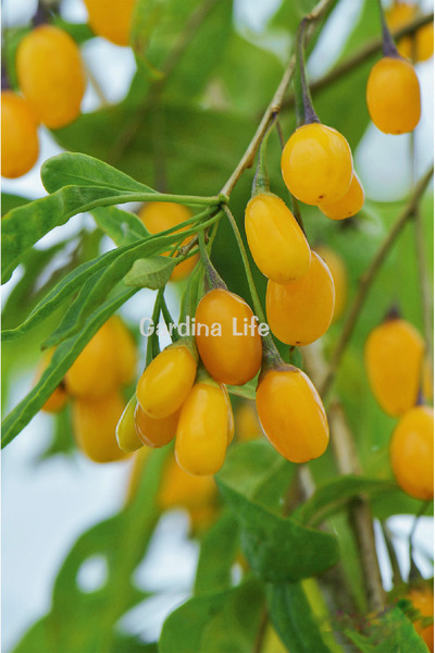 Gardina Sarı Goji Berry Fidanı 1 Adet ( Lycium Barbarum Amber Sweet )