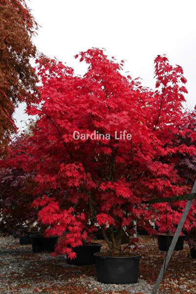 Japanese Maple Tree Seedling 1 Red Leaf ( Acer Palmatum Atropurpureum )