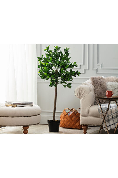 Madame Coco Fleurir Saksılı Bitki