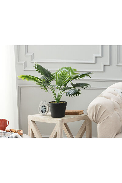 Madame Coco Plaquela Saksılı Bitki