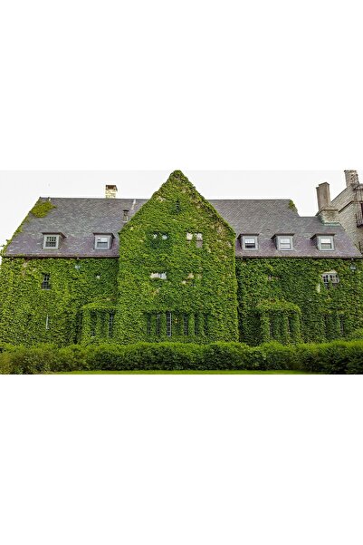 Tunç Botanik HEDERA SARMAŞIK 5 ADET - 1.5 + METRE SARILICI BİTKİ