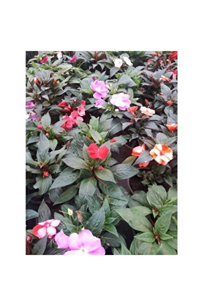 Tunç Botanik KIRMIZI KATMERLİ CAM GÜZELİ ÇİÇEĞİ - 10 ADET CANLI ÇİÇEK